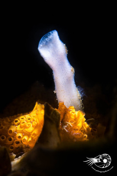 PBZ_7641