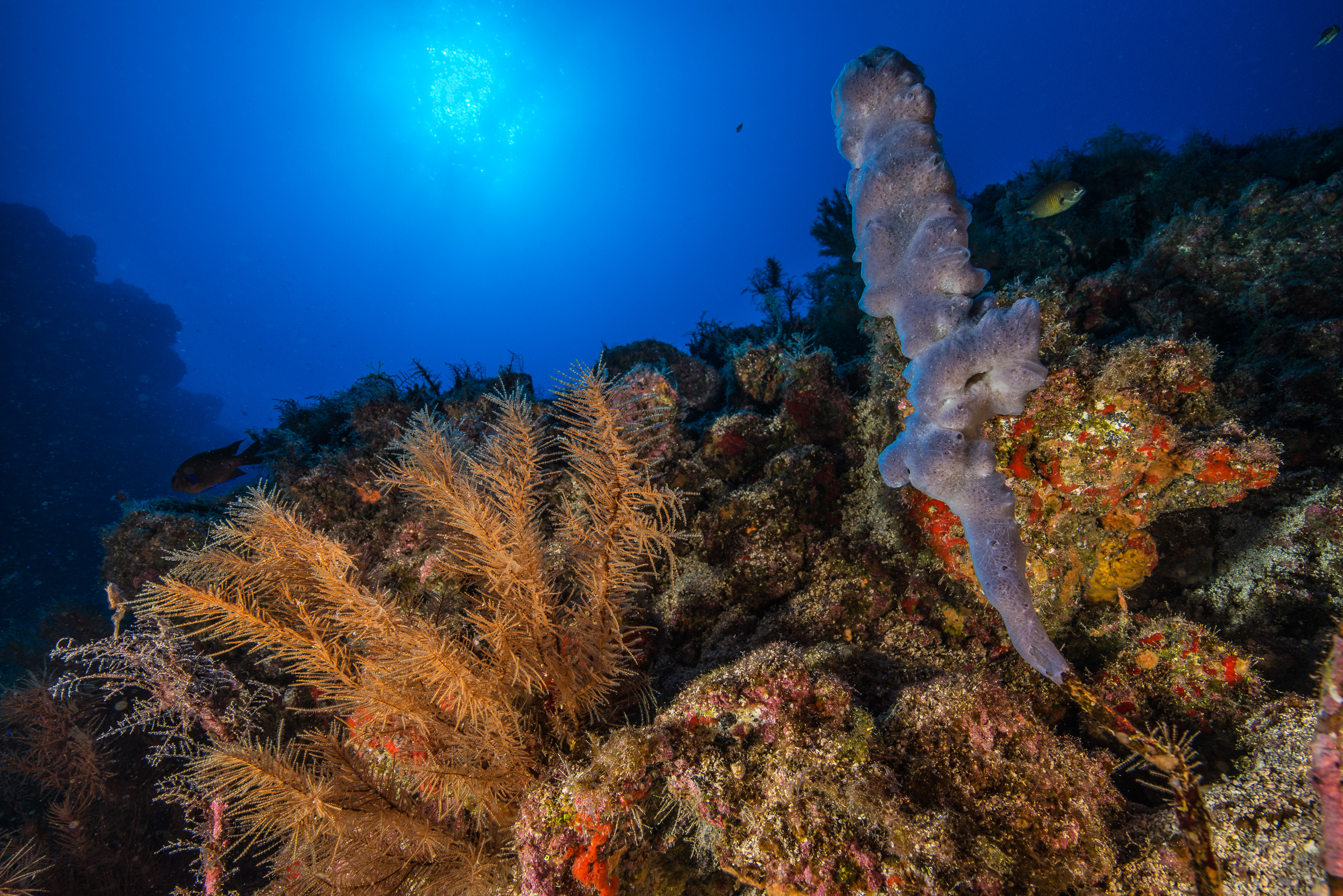 Images tagged "buceo-tenerife"