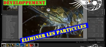 Éliminer facilement et rapidement les particules avec Lightroom (Vidéo)